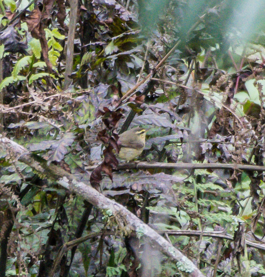 Tickell's Leaf Warbler - Badri Narayan