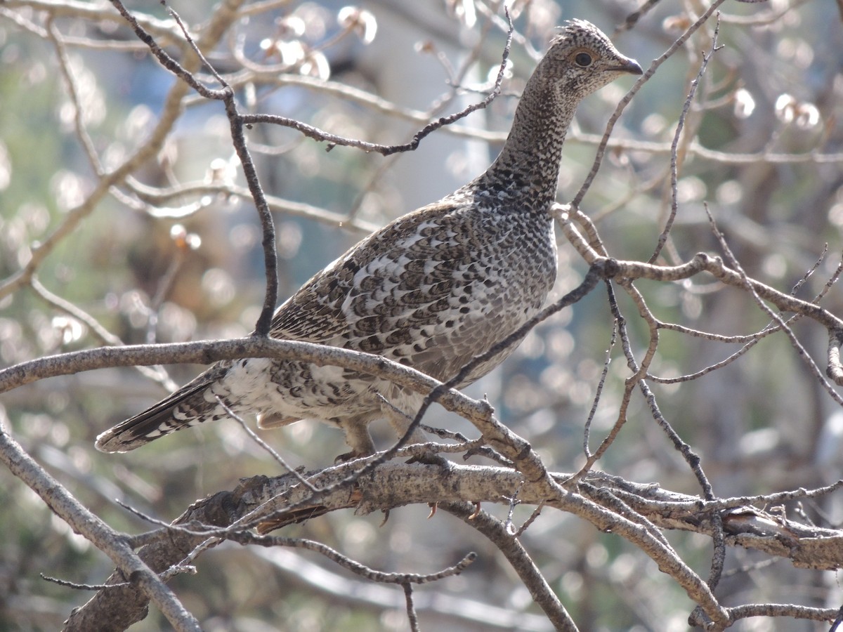 eBird Checklist 2 May 2023 Freeman Creek Rd. 8 species