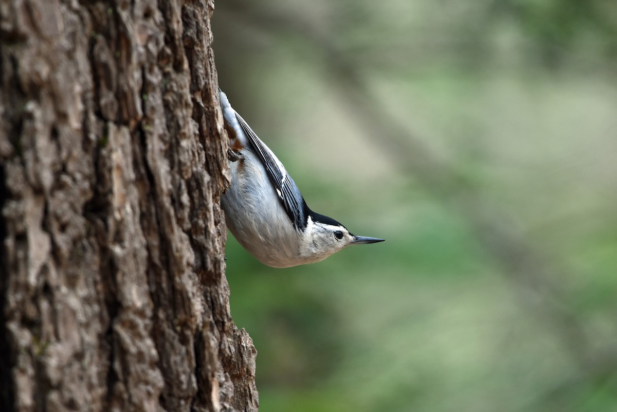 White-breasted Nuthatch - ML566104511