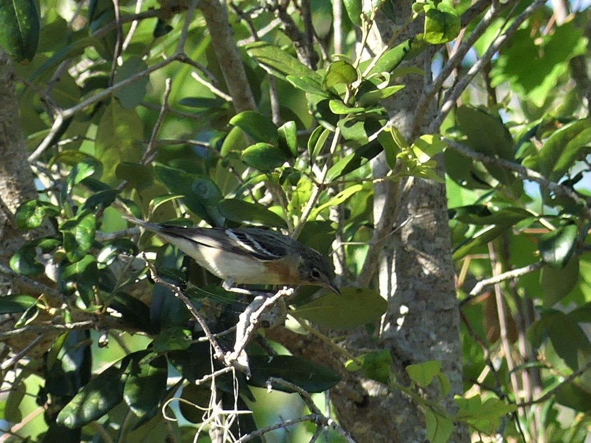 Bay-breasted Warbler - ML566106071