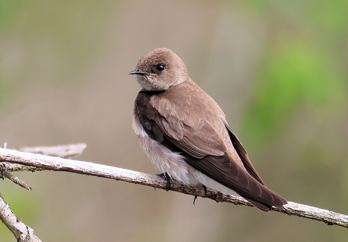 Northern Rough-winged Swallow - Randall Everts