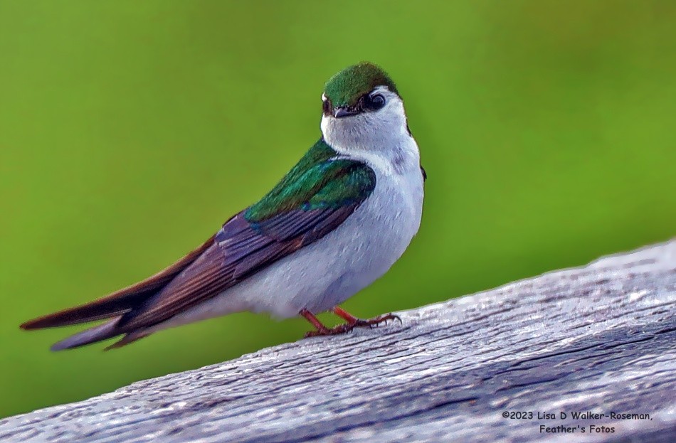 Violet-green Swallow - ML566108931
