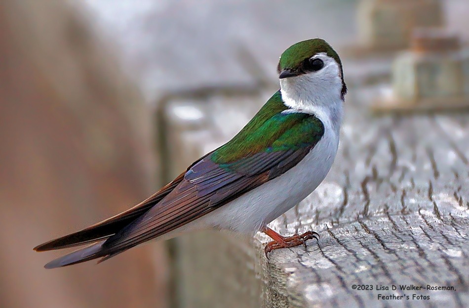 Violet-green Swallow - ML566108941