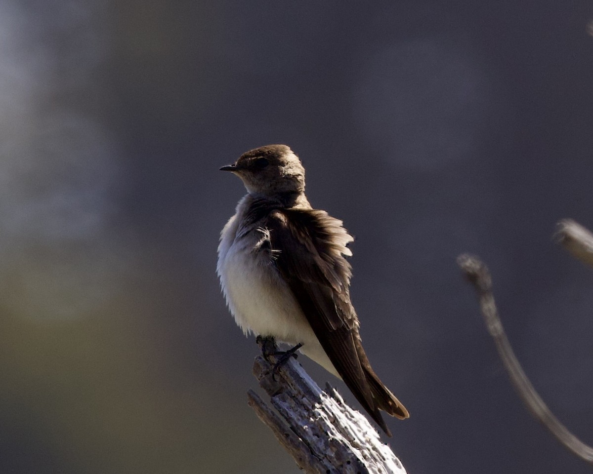 Northern Rough-winged Swallow - ML566118101