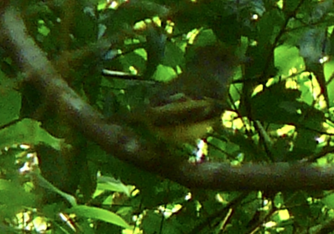 Great Crested Flycatcher - ML566118281
