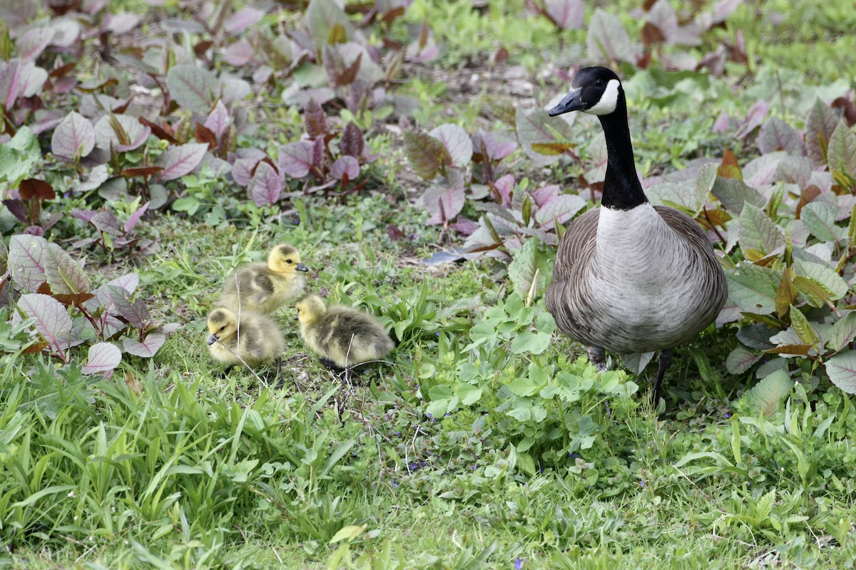 Canada Goose - ML566122291