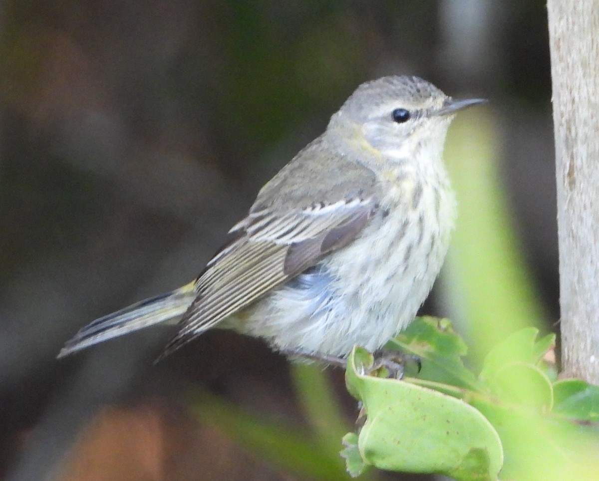 Cape May Warbler - ML566122721
