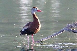 Black-bellied Whistling-Duck, ML566123351