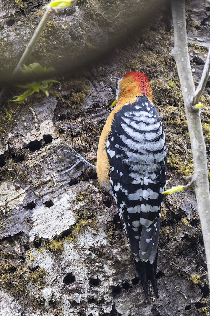Rufous-bellied Woodpecker - ML566126311