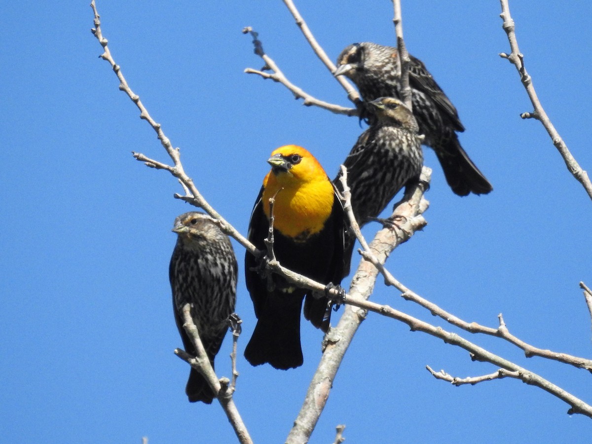 Yellow-headed Blackbird - ML566128641