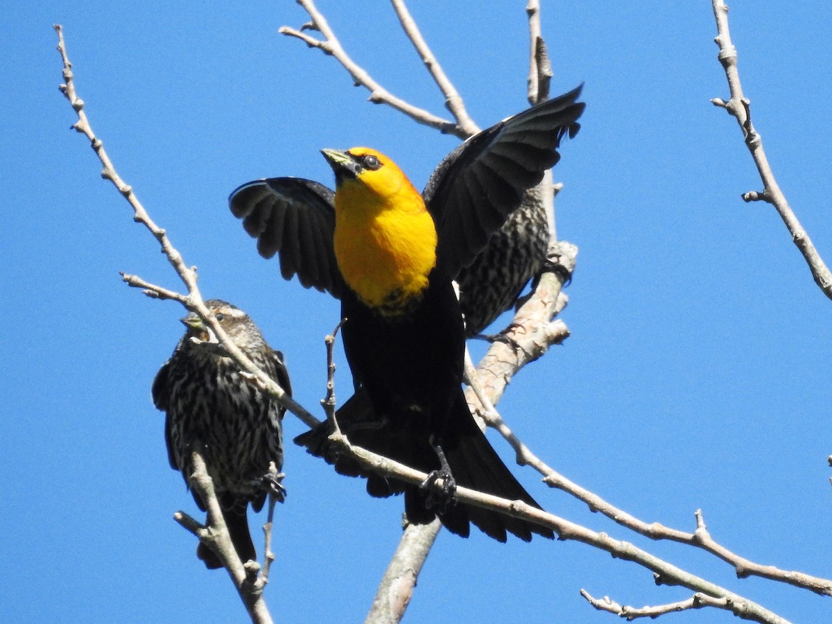 Yellow-headed Blackbird - ML566128661