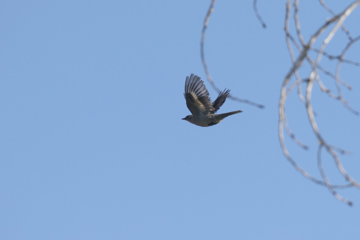 Townsend's Solitaire - ML566128961