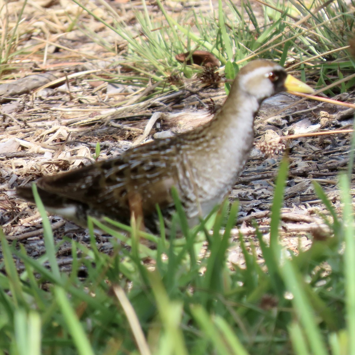 Ebird Checklist May Dry Tortugas Np Garden Key Species Other Taxa