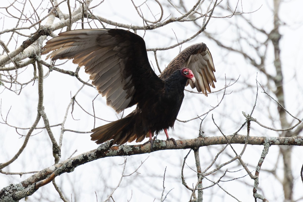 eBird Checklist 2 May 2023 Small lake north of bwood 15 species