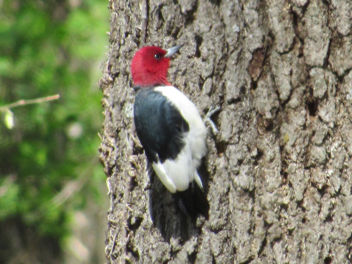 Red-headed Woodpecker - Lisa Reid