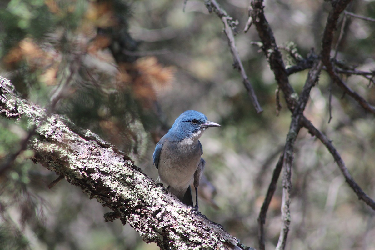 Mexican Jay - ML566140131