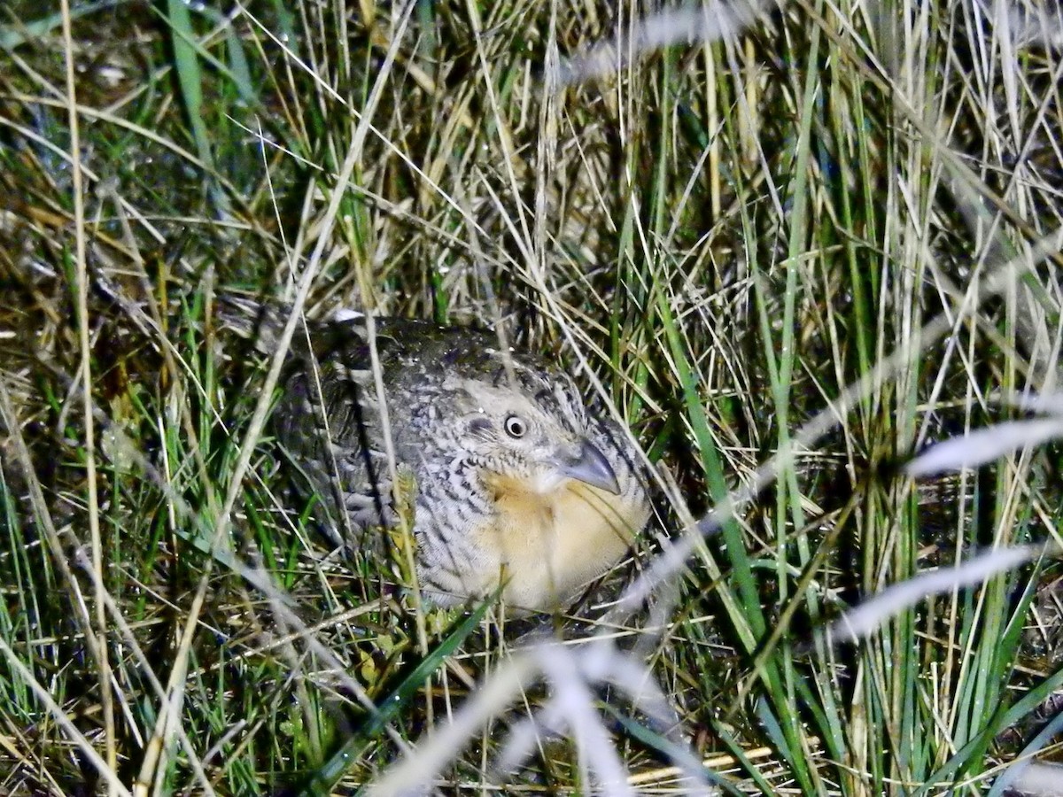 Red-chested Buttonquail - ML566142381