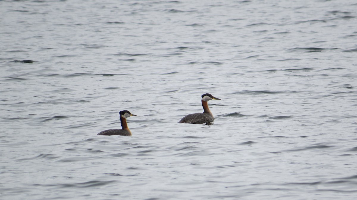 Red-necked Grebe - ML566146421