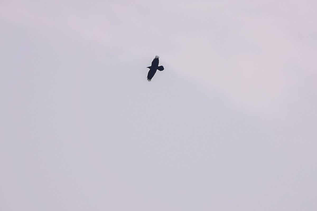 Brown-necked Raven - ML566155941