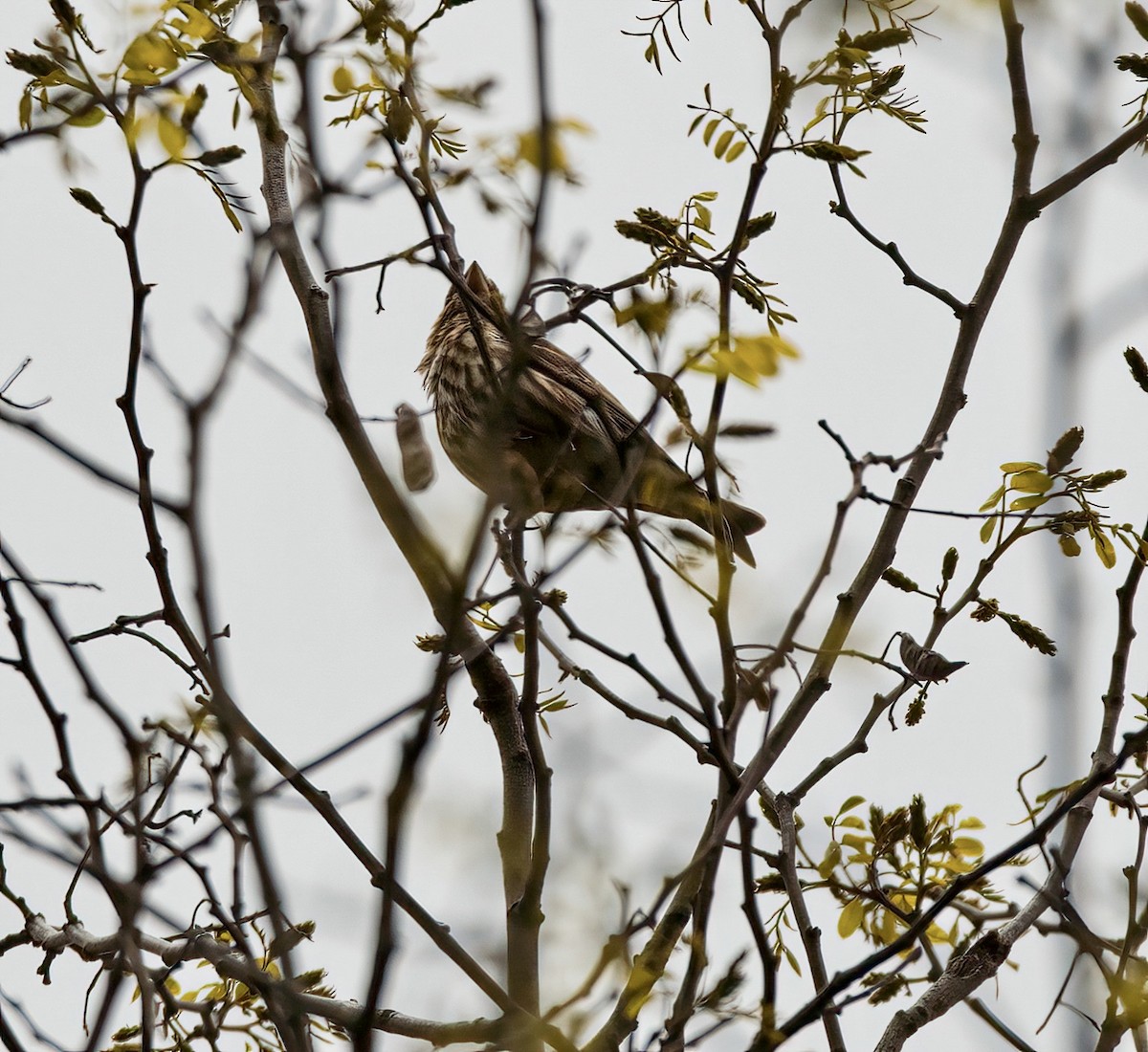 New York Breeding Bird Atlas Checklist - 2 May 2023 - Hoyt Farm Town ...