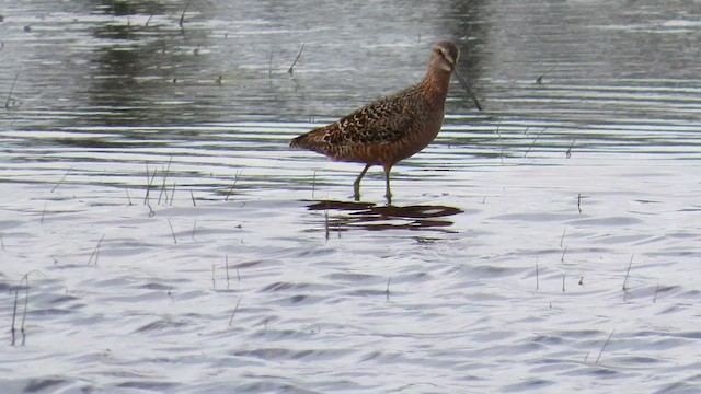 Long-billed Dowitcher - ML566162651