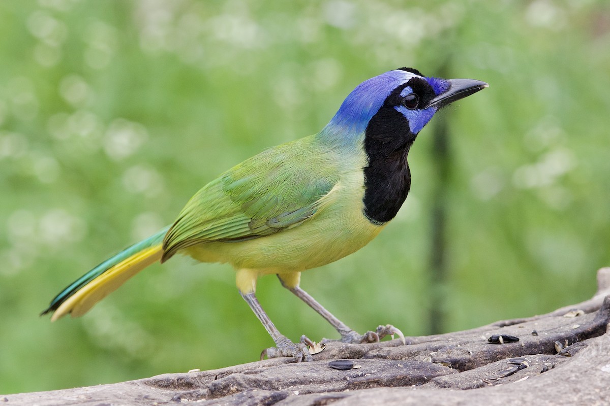 Green Jay (Green) - eBird