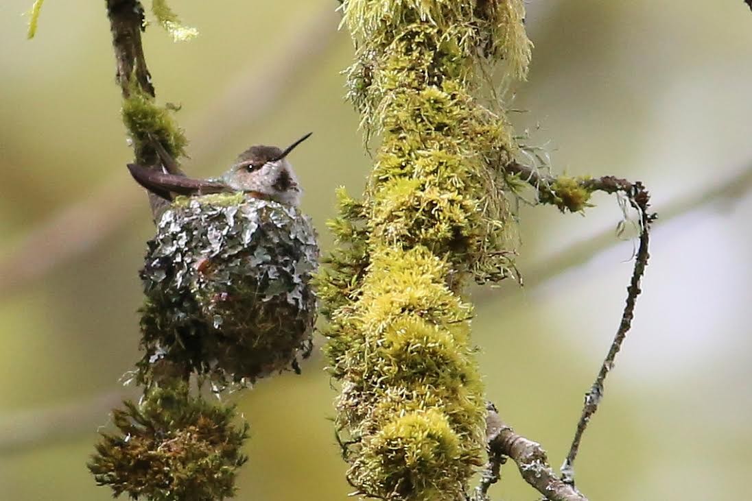 Rufous Hummingbird - Nisqually Birdwatch