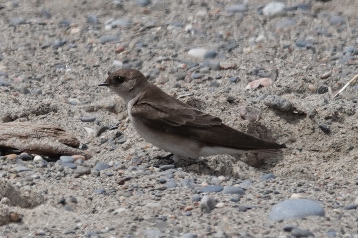 Northern Rough-winged Swallow - ML566166341