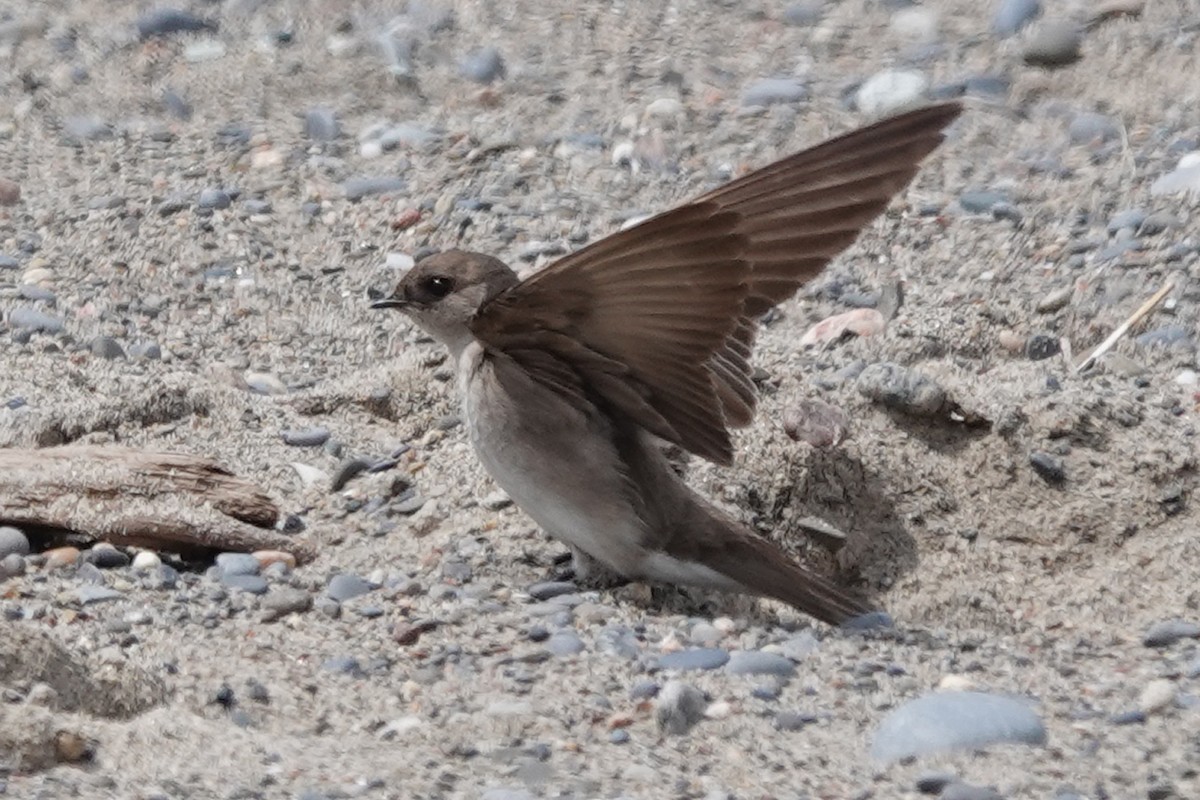 Northern Rough-winged Swallow - ML566166361