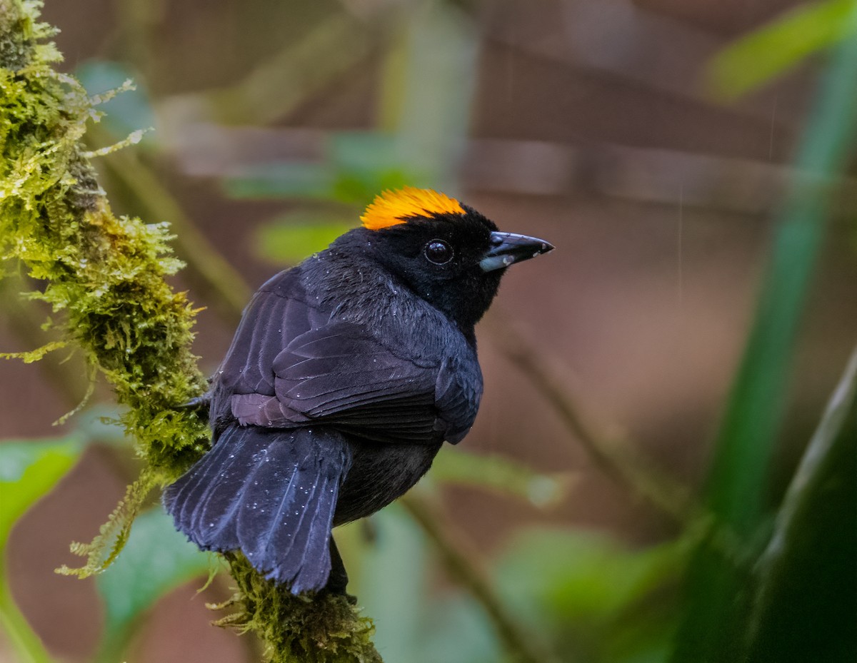 Tawny-crested Tanager - ML566166411