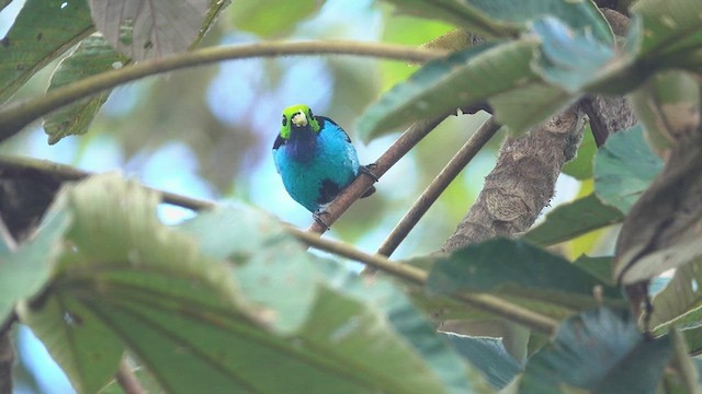 Paradise Tanager - ML566167081