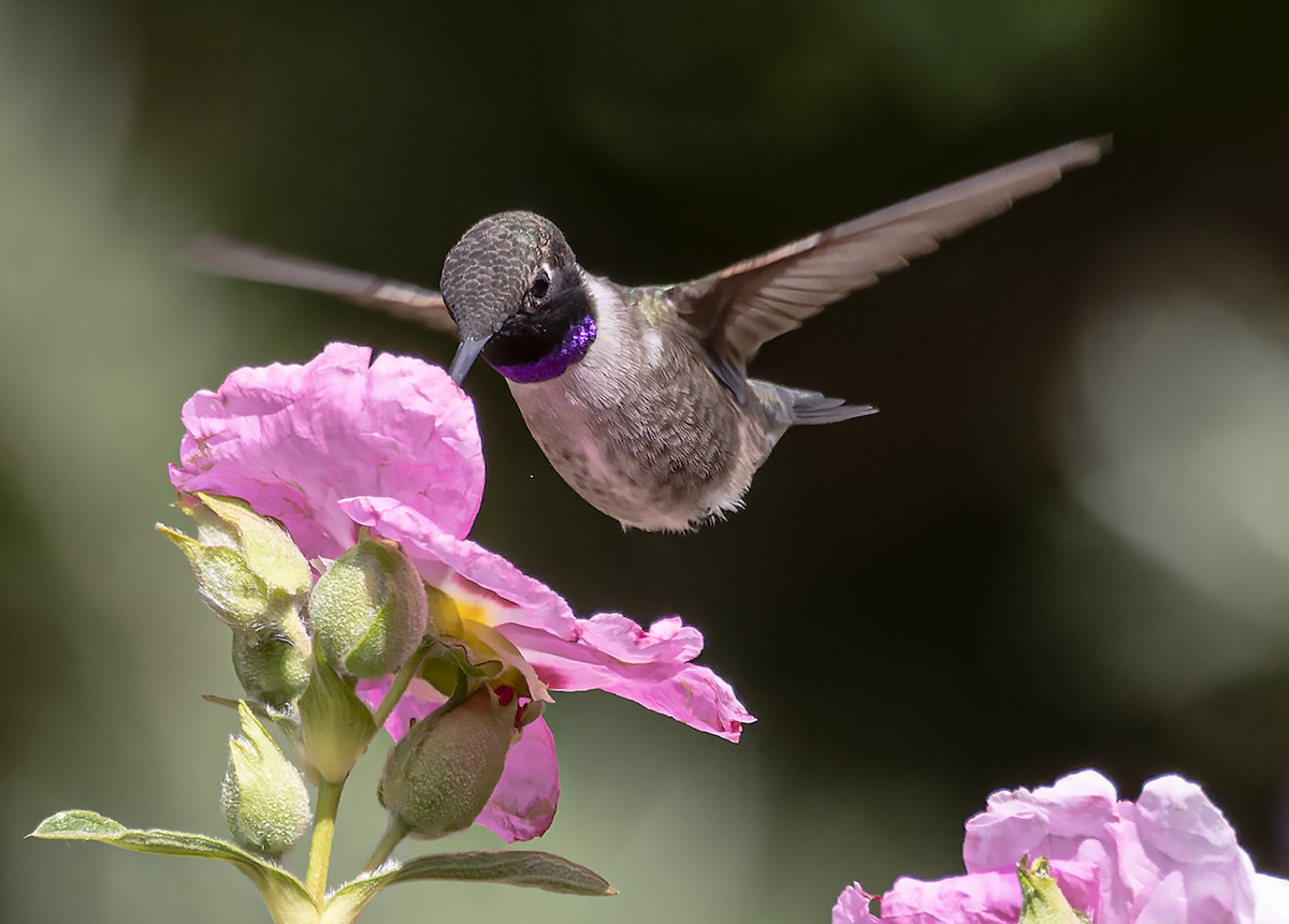 Black-chinned Hummingbird - ML566168831