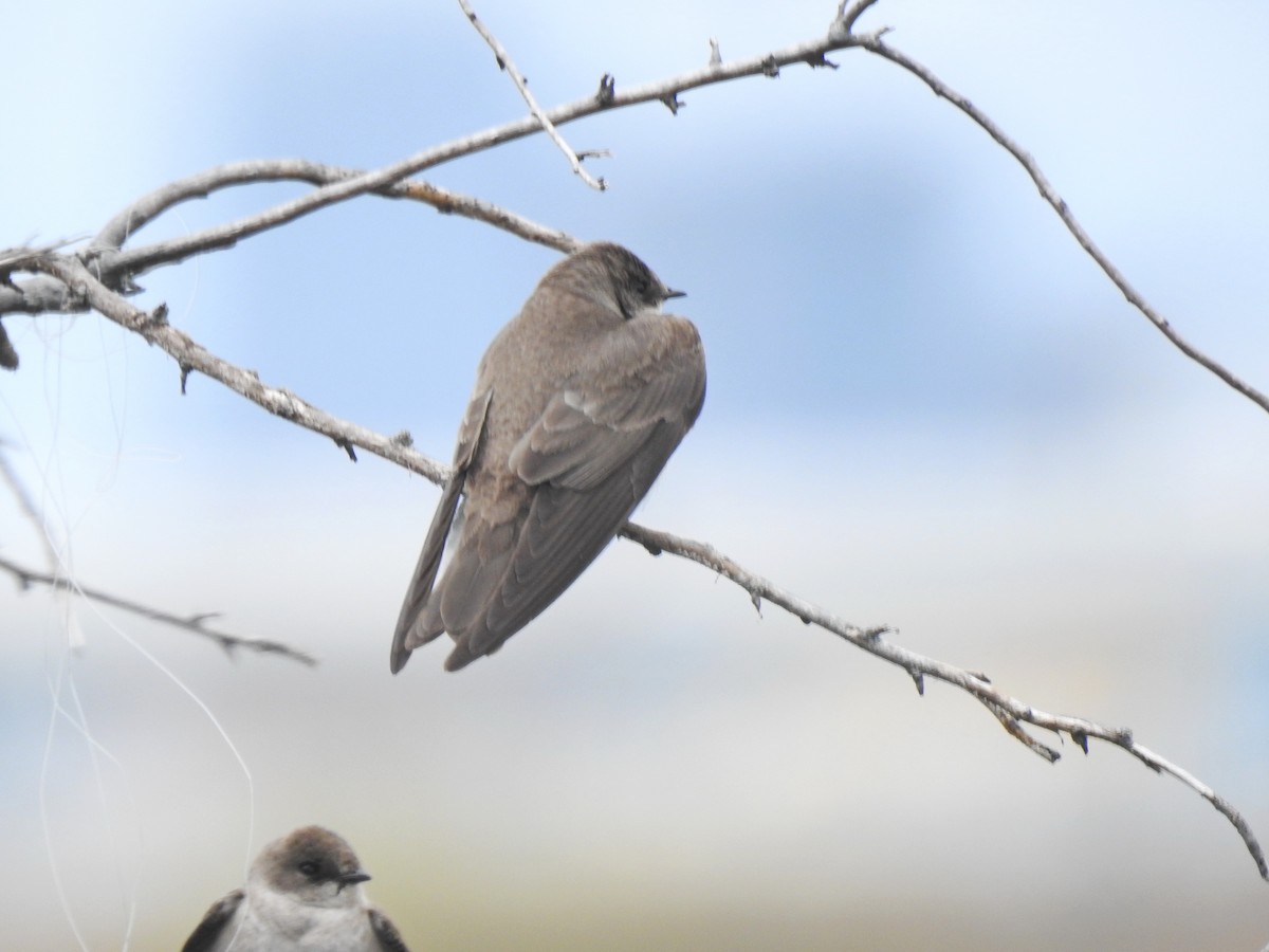 Northern Rough-winged Swallow - Susan Blayney