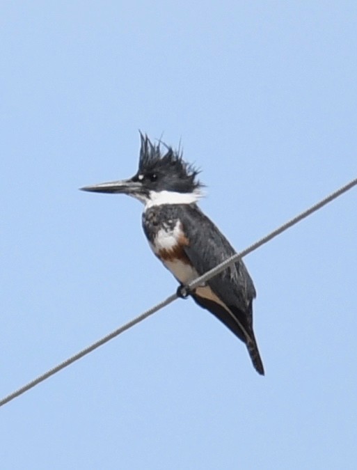 Belted Kingfisher - ML566173721