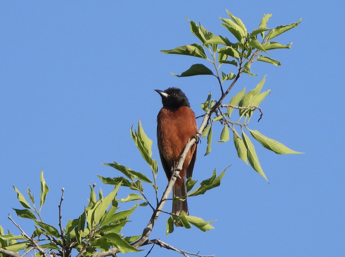 Orchard Oriole - ML566174161