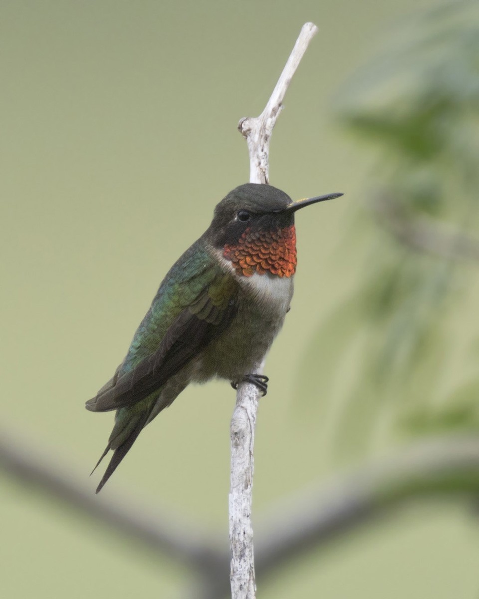 Ruby-throated Hummingbird - ML566174841