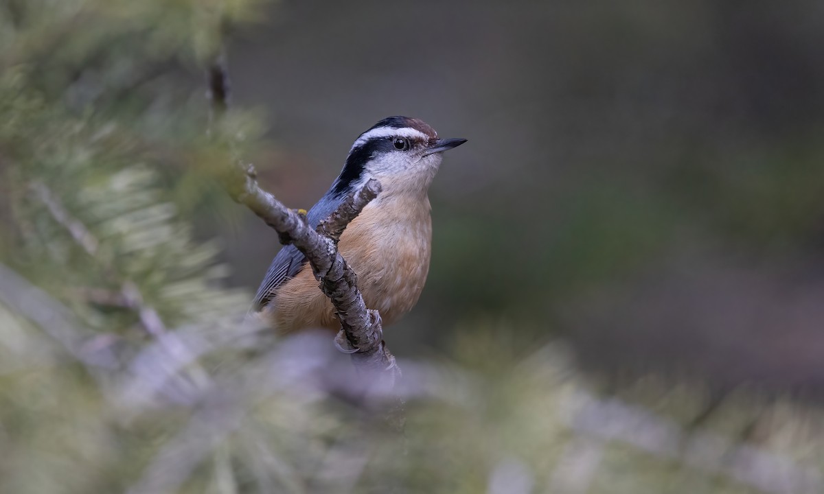 Red-breasted Nuthatch - ML566178471