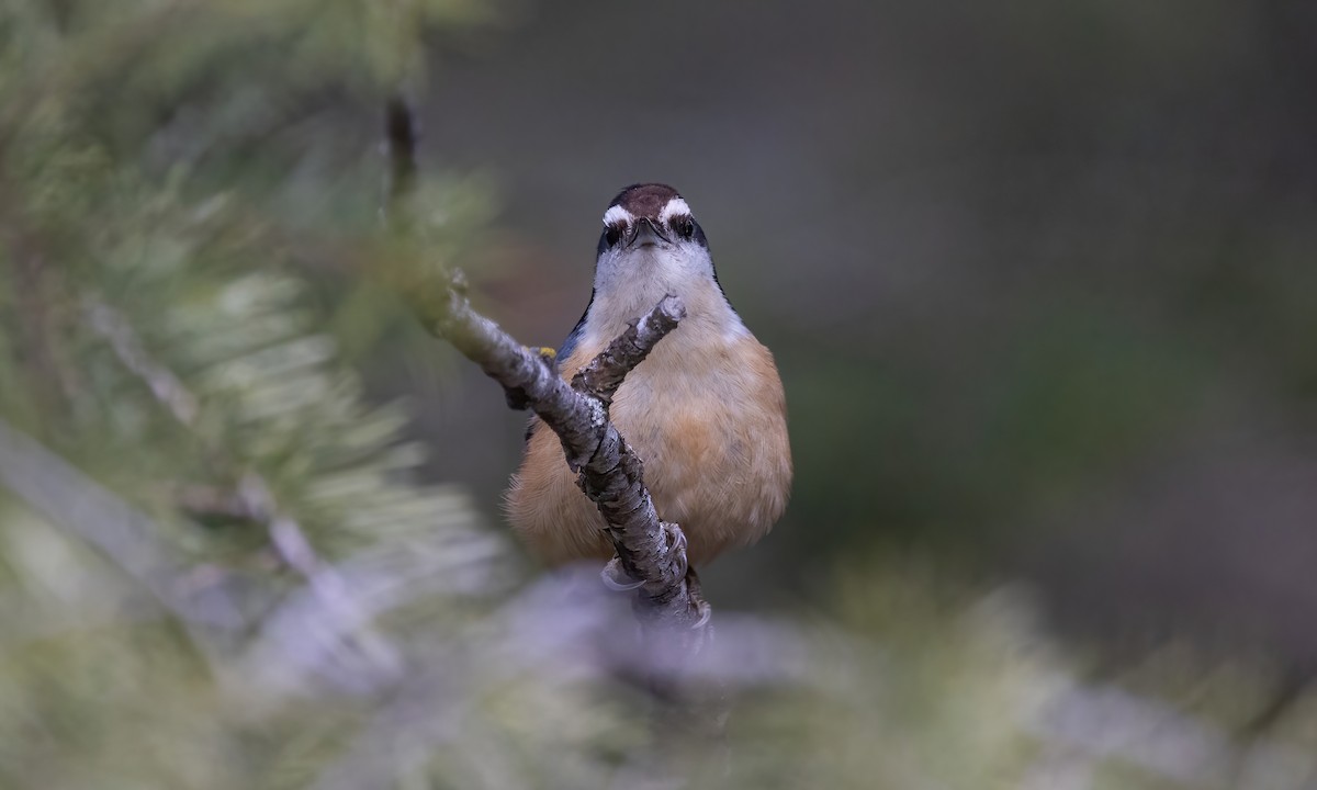 Red-breasted Nuthatch - ML566178481