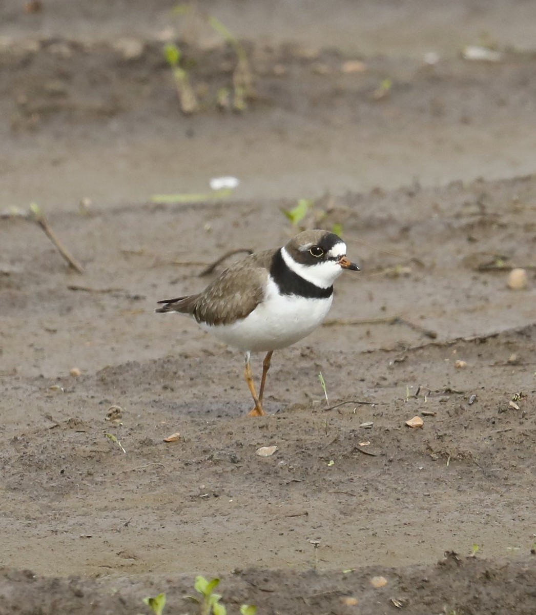 Semipalmated Plover - ML56617951