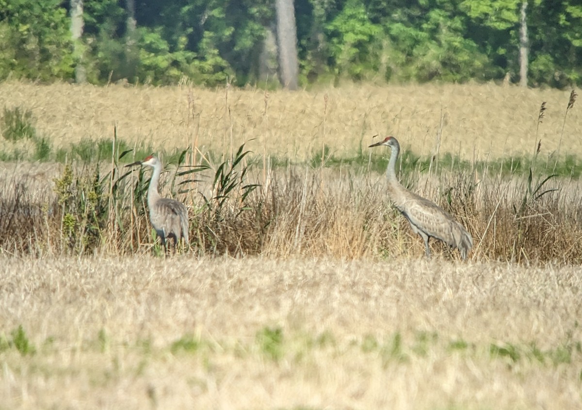 Virginia Breeding Bird Atlas Checklist 2 May 2023 Muddy Creekshipps Cabin Fields View From 3618