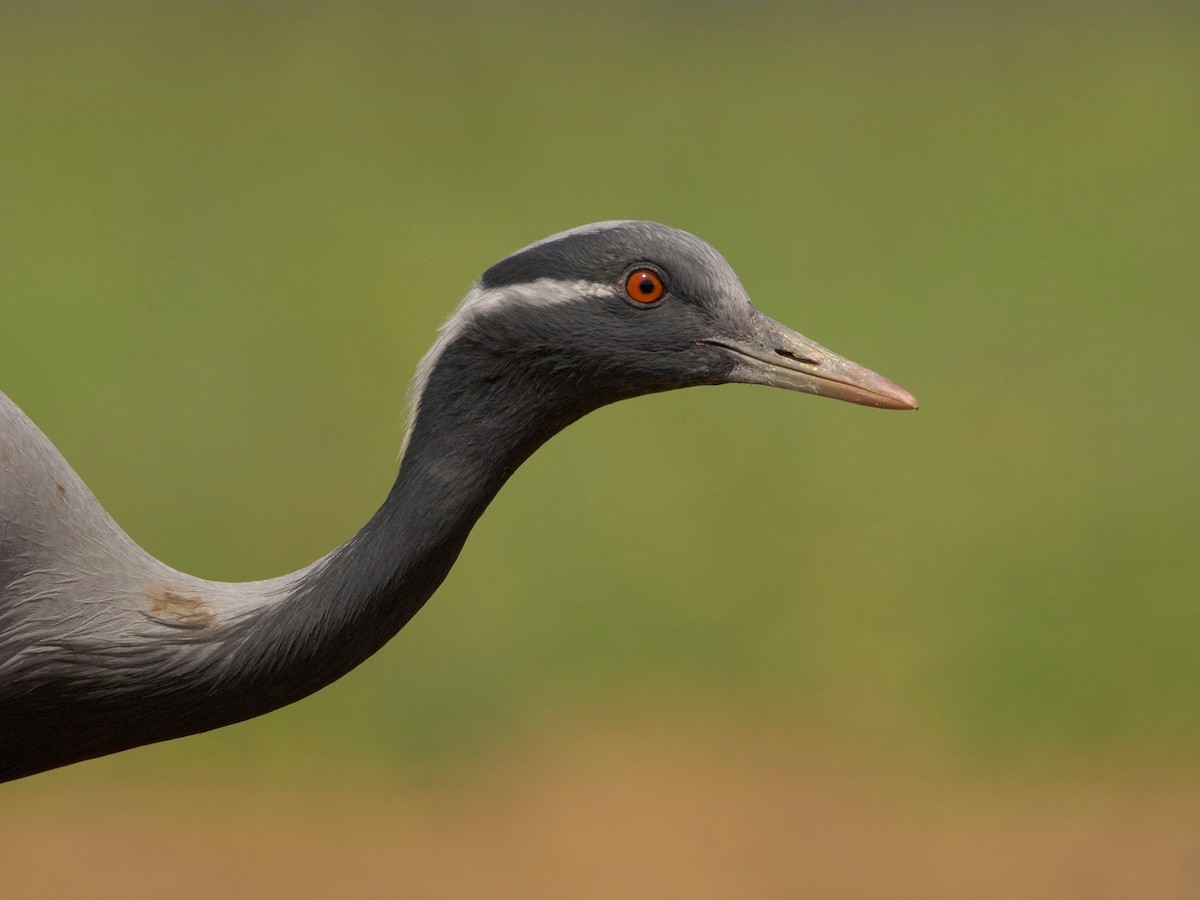 Demoiselle Crane - ML566181861