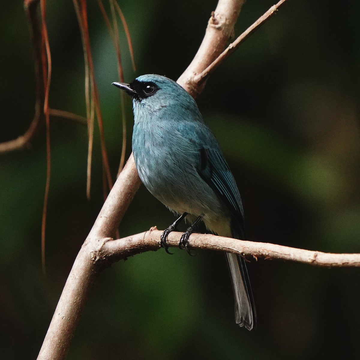 Turquoise Flycatcher - ML566182241