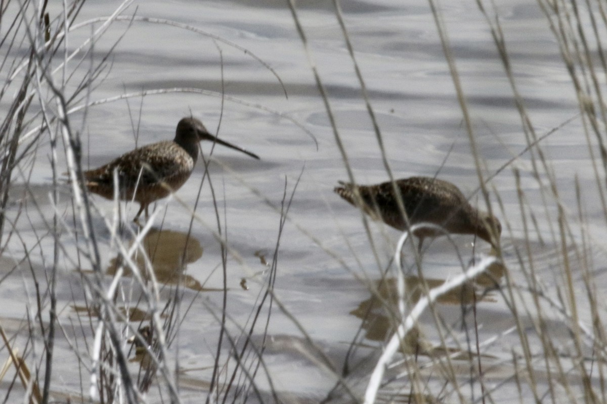 Long-billed Dowitcher - ML566183831