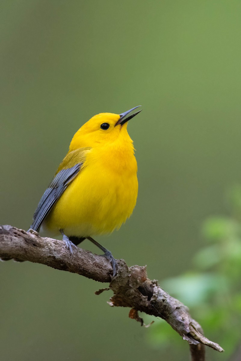 Prothonotary Warbler - ML566184351