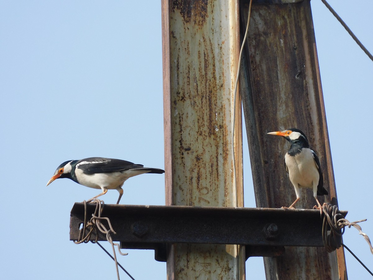 Indian Pied Starling - ML566185221