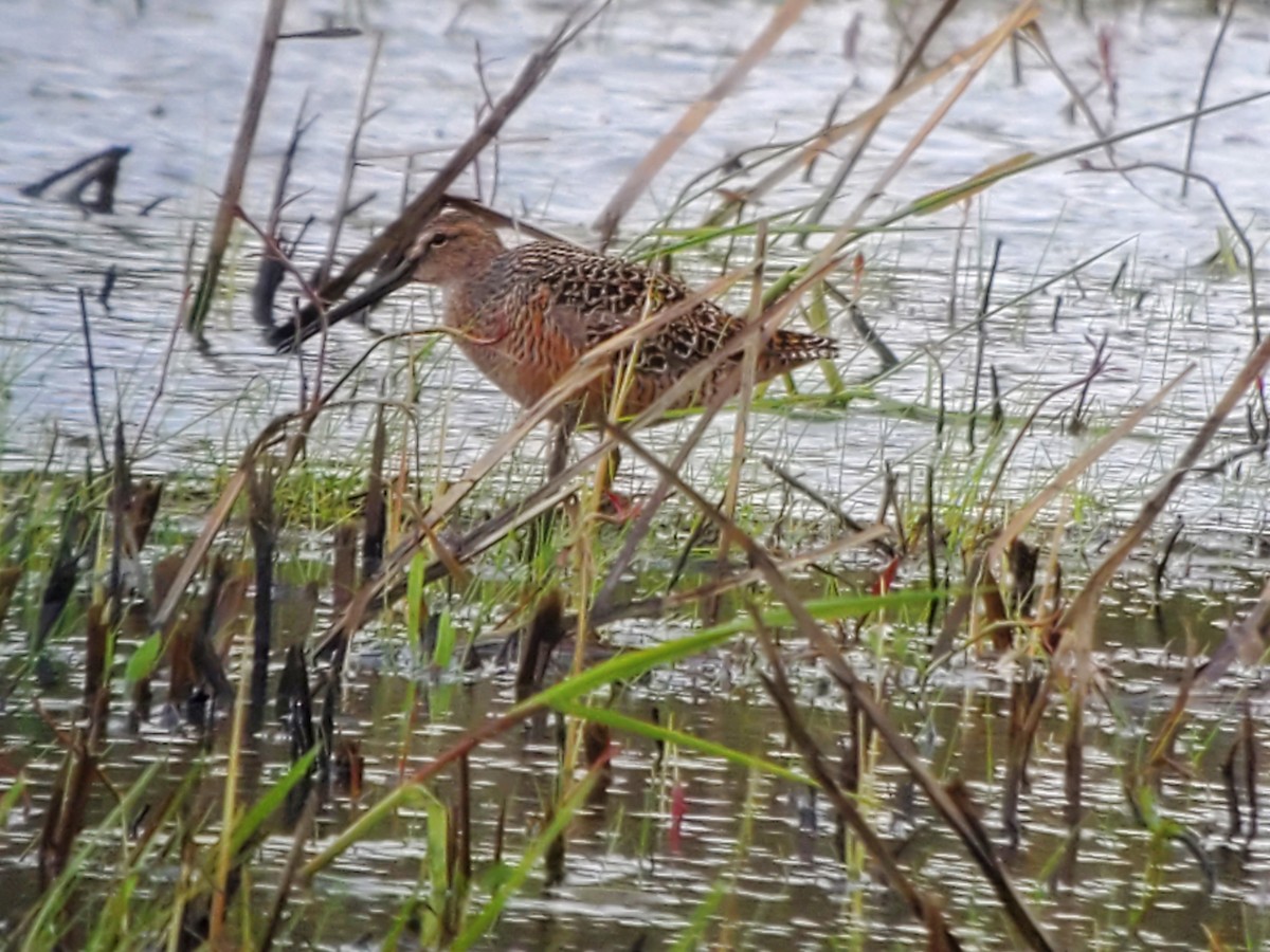 Long-billed Dowitcher - ML566185471