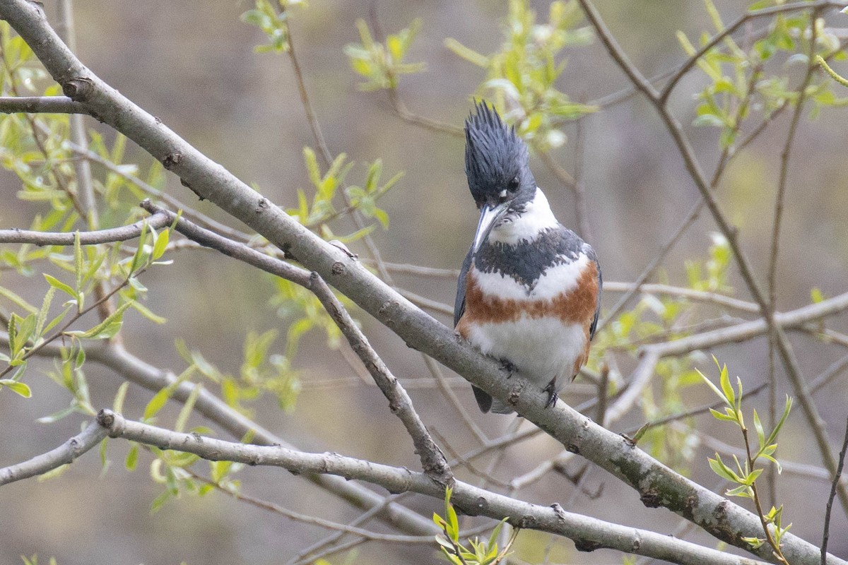 Belted Kingfisher - ML566185501