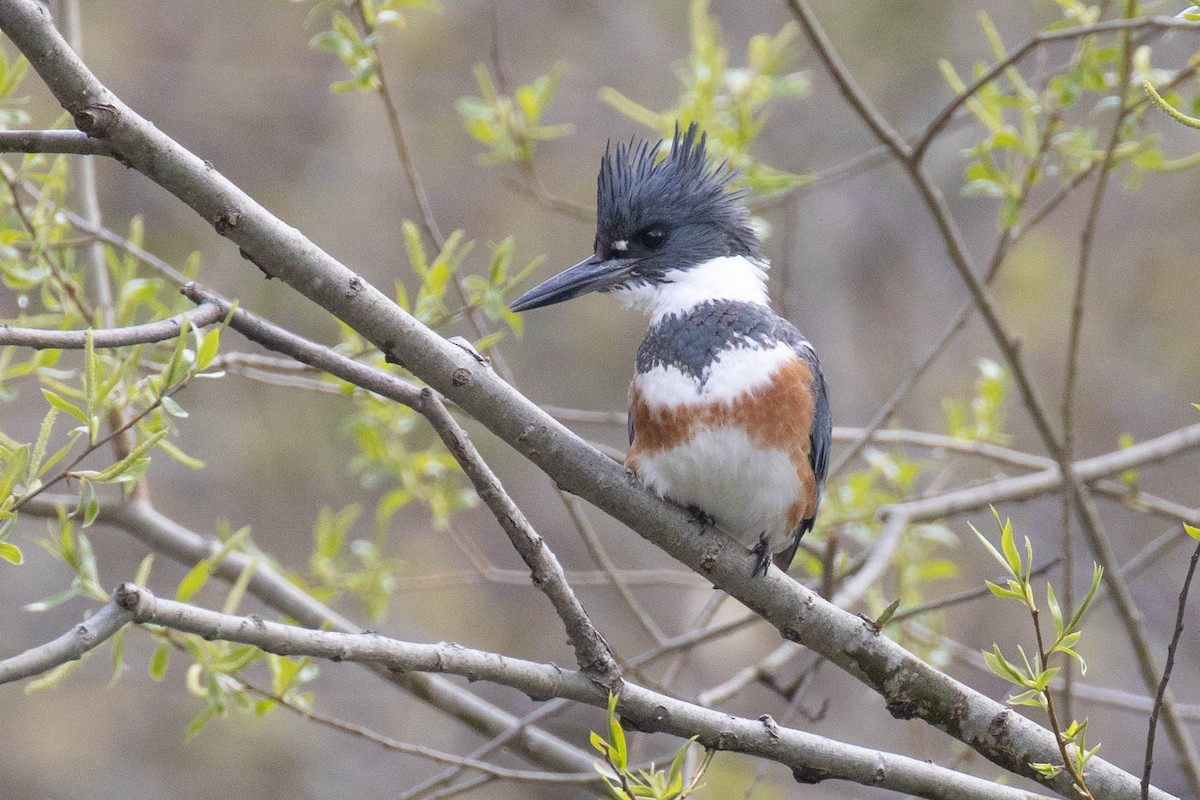 Belted Kingfisher - ML566185511
