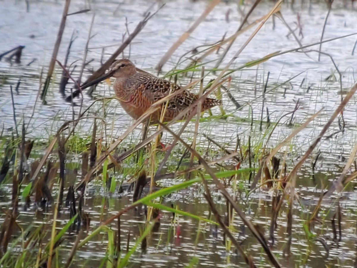 Long-billed Dowitcher - ML566186601