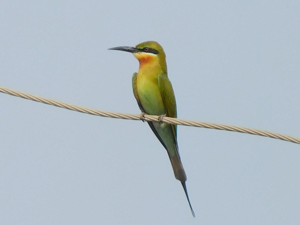 Blue-tailed Bee-eater - ML566188181